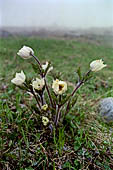 Anemone alpino (Pulsatilla alpina)